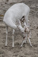 Leucistic White tailed Deer female licking fawn