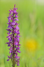 Greater early purple orchid