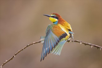 Bee-eater