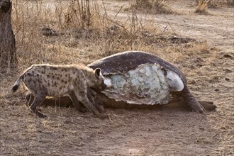 Spotted hyena