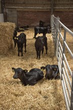 Aberdeen cattle