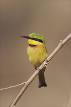 Lesser bee-eater