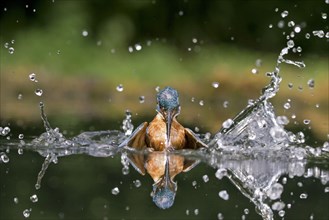 Common Kingfisher