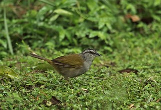 Adult Black-striped Sparrow