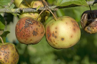 Golden delicious apples heavily infested with apple scab