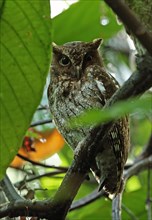 Adult Guatemalan screech owl