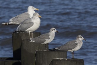 Laughing Gulls with Herring Gulls in Cape May