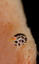 Ladybird Amphipod undescribed