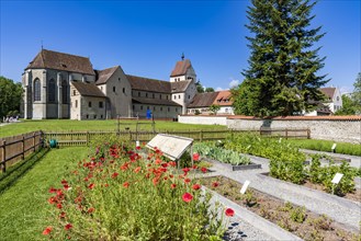 Klatschmohn im Kraeutergarten des Muenster St. Maria und Markus