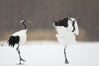 Adult pair of Japanese red-crowned crane