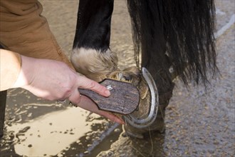 Stroking out horse hooves