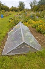 Allotment with fine mesh cage to keep out insect pests