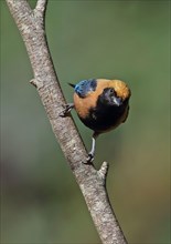 Burnt-out buffalo tanager