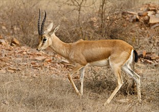 Indian gazelle