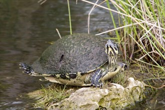 (Pseudemys rubriventris) nelsoni, florida red-bellied cooter (Pseudemys nelsoni), red-bellied