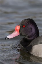 Pink rosy-billed pochard