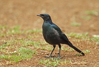 Giant Glossy Starling