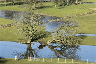 Fallen tree and flood water on pasture in valley farmland