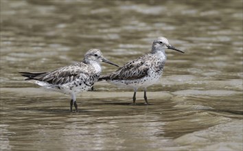 Great Knot