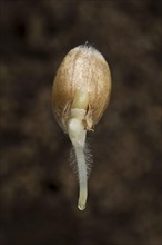 Germinating seed of winter wheat