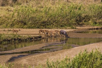 Nyala antelope herd