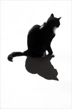 Schwarze Katze mit Schatten im Gegenlicht vor weissem Hintergrund