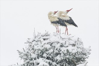 White stork pair courting amidst a snowstorm in their nest during breeding season