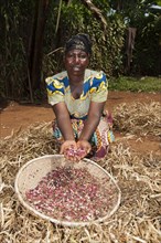 Rwandan farmer sorts harvested beans from the chaff by throwing them into the air and catching them in a basket