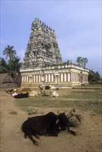 Sri Rama temple in Srimushnam