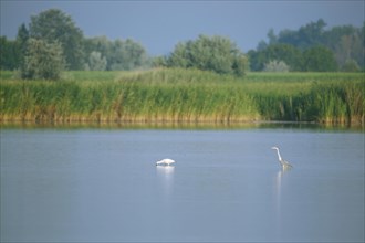 Lakescape with spoonbill and grey heron in Seewinkel
