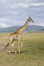 Masai giraffe