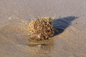 'Tangle Ball' naturally formed ball of debris on beach strandline