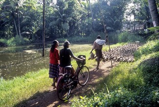 A man grazing a flock of ducks and two girls behind with a bicycle in Alappuzha