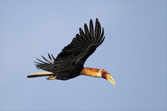 Blyth hornbill