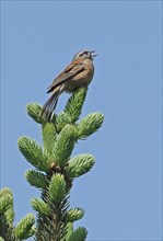 Godlewski's Bunting