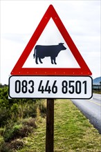 Warning sign against free-roaming cows with owner's telephone number