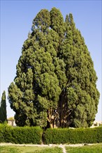 Oldest cypress