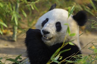 Giant Panda