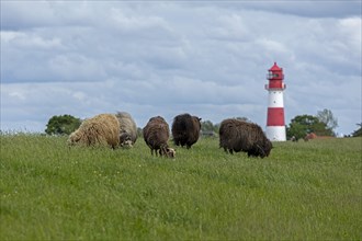 Norwegian sheep on the dike