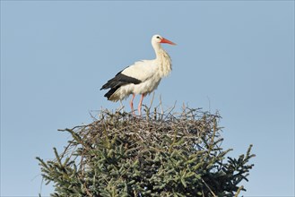 Single white stork standing in the nest in the middle of the treetop of a large spruce