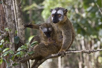 Female red-fronted brown lemur with young