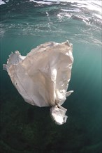 Plastic bag drifting underwater in sea