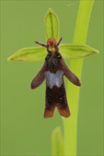 Detail and figure of fly orchid
