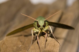 Insects