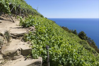 Vineyards growing on steep slope at coast