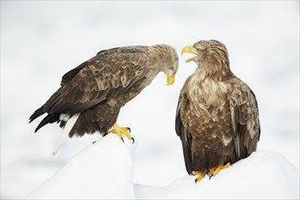 Adult pair of white-tailed eagle