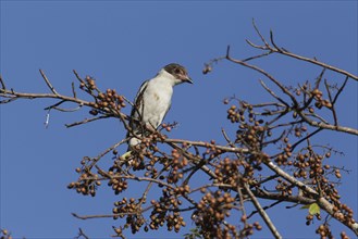 Masked Tityra