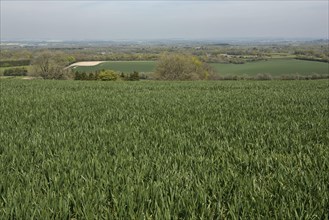 Field of winter wheat before coming into ear on a fine late spring day