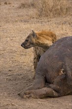 Spotted hyena