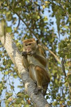 Common Ceylon Hat Monkey